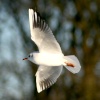Black Headed Gull winter plumage.