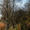 Hawthorn Wood