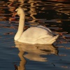 Swan on the Oxford canal, Aynho wharf, Aynho, Northants