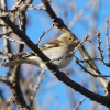 House Sparrow