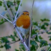 Robin....erithacus rubecula