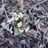Primroses (early or late?) with frost