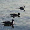 A Squadron in formation