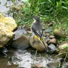 Grey Wagtail Female.
