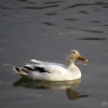 Wildlife