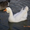 Wildlife