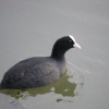 Wildlife