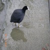 Wildlife