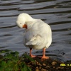 Wildlife