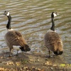 Wildlife