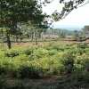 Heathland