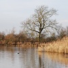Cossington Meadows