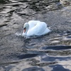 Swans