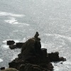 Stone bird