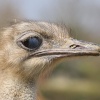 Ostrich