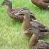 Ducks