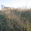 Walking around South Warnborough