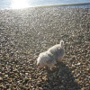 Boxing Day walk - with Boj