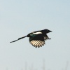 Magpie.