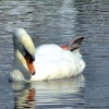 Mute swan....cygnus olor