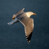 Herring Gull