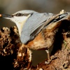 Nuthatch hunting for food