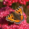 Butterfly on Sedum