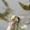Dragonfly in the New Forest