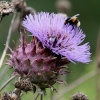 Thistle