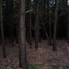 Dense forest woodland at Delamere