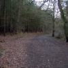 One of the many walkways through Delamere Forest