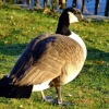 Canada goose....branta canadensis