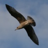 Herring Gull Juvenile.