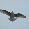 Herring Gull, Juvenile.