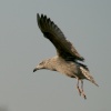 Herring Gull, Juvenile.