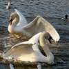 Mute Swans.