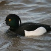 Tuffed Duck, male.