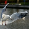 Black Headed Gull