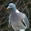 Woodpigeon.