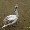 Young Swan