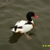 Shelduck