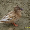 Quack