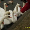 Swans