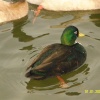Wildlife