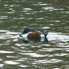 Shoveler
