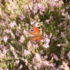 Painted Lady