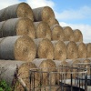 Hay bales