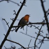 Singing Robin