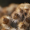 Unidentified Plant