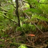 A single Fly Agaric